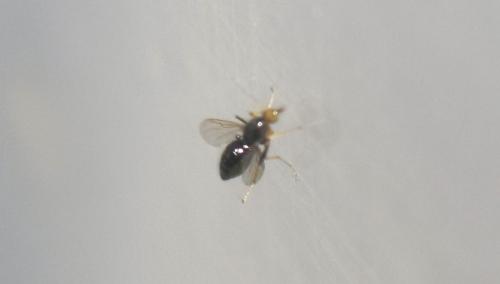 Atrichopogon sp.